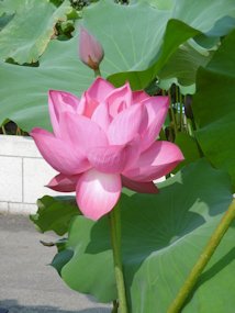 f:id:yamamayuga:20200720060942j:plain