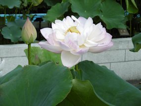 f:id:yamamayuga:20200720061001j:plain