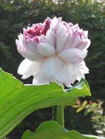 f:id:yamamayuga:20200720061017j:plain