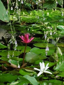 f:id:yamamayuga:20200720061136j:plain