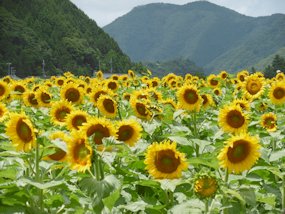 f:id:yamamayuga:20200726040800j:plain f:id:yamamayuga:20200726040800j:plain
