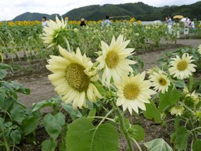 f:id:yamamayuga:20200726040828j:plain f:id:yamamayuga:20200726040828j:plain