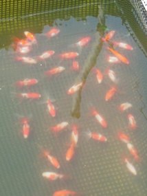f:id:yamamayuga:20200810021044j:plain f:id:yamamayuga:20200810021044j:plain
