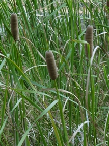 f:id:yamamayuga:20200821001118j:plain f:id:yamamayuga:20200821001118j:plain