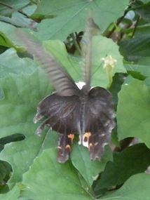 f:id:yamamayuga:20200821001128j:plain f:id:yamamayuga:20200821001128j:plain