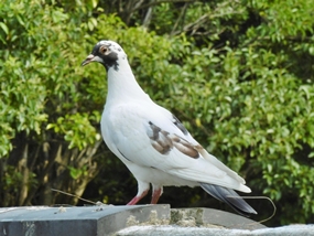f:id:yamamayuga:20200821001215j:plain f:id:yamamayuga:20200821001215j:plain