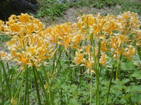 f:id:yamamayuga:20200923002619j:plain f:id:yamamayuga:20200923002619j:plain