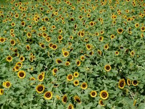 f:id:yamamayuga:20201004032246j:plain