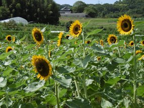 f:id:yamamayuga:20201004032259j:plain