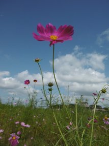 f:id:yamamayuga:20201004032313j:plain