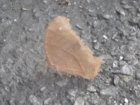 f:id:yamamayuga:20201009001655j:plain