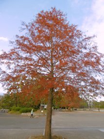 f:id:yamamayuga:20201116040529j:plain f:id:yamamayuga:20201116040529j:plain