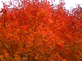 f:id:yamamayuga:20201215012706j:plain