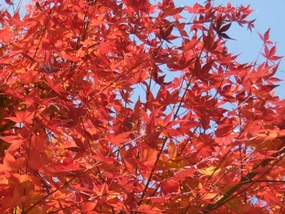 f:id:yamamayuga:20201224000348j:plain