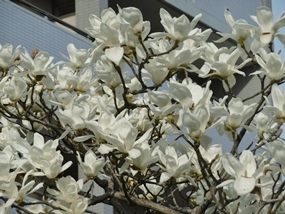 f:id:yamamayuga:20210313005240j:plain