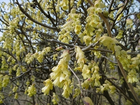 f:id:yamamayuga:20210313005252j:plain