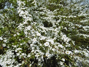 f:id:yamamayuga:20210313005305j:plain