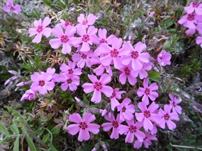 f:id:yamamayuga:20210313005326j:plain