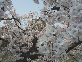 f:id:yamamayuga:20210325020159j:plain