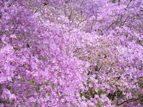 f:id:yamamayuga:20210404063611j:plain