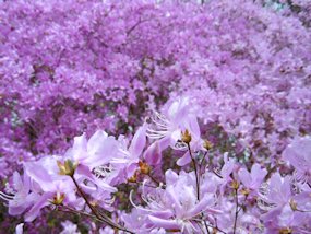 f:id:yamamayuga:20210404063625j:plain