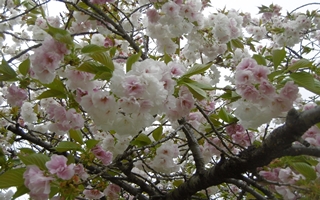 f:id:yamamayuga:20210406225103j:plain