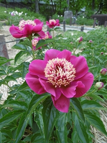 f:id:yamamayuga:20210508002805j:plain