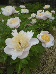 f:id:yamamayuga:20210508002832j:plain