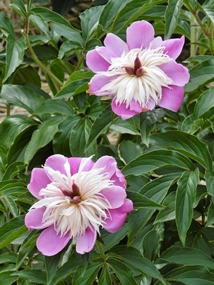 f:id:yamamayuga:20210508002848j:plain