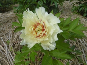 f:id:yamamayuga:20210508002903j:plain