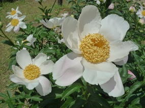 f:id:yamamayuga:20210508002920j:plain
