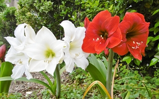 f:id:yamamayuga:20210517003018j:plain
