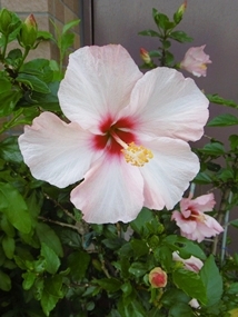 f:id:yamamayuga:20210517003044j:plain