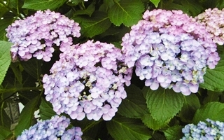 f:id:yamamayuga:20210601004528j:plain