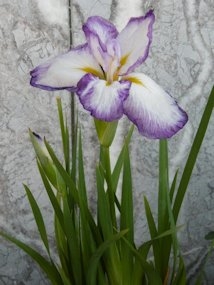 f:id:yamamayuga:20210610001119j:plain