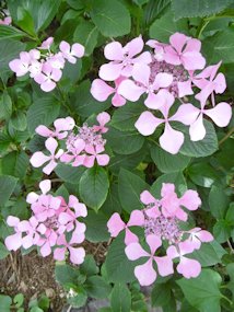 f:id:yamamayuga:20210614001147j:plain