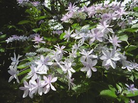 f:id:yamamayuga:20210614001211j:plain