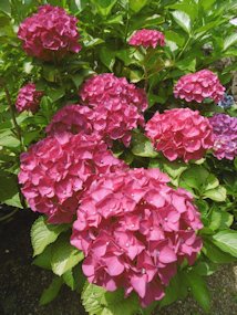 f:id:yamamayuga:20210617005536j:plain