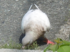 f:id:yamamayuga:20210717001336j:plain