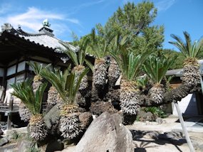 f:id:yamamayuga:20210911025113j:plain