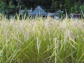 f:id:yamamayuga:20210918003846j:plain