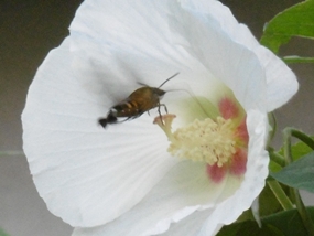 f:id:yamamayuga:20211006003129j:plain