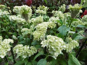 f:id:yamamayuga:20211009023119j:plain