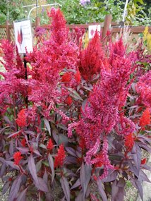 f:id:yamamayuga:20211009023131j:plain