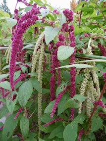 f:id:yamamayuga:20211009023215j:plain