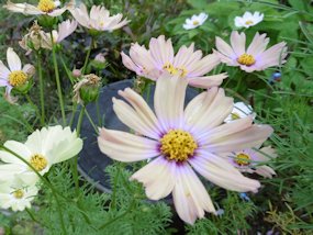 f:id:yamamayuga:20211009023230j:plain