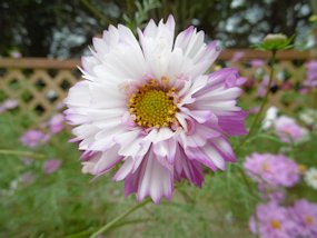 f:id:yamamayuga:20211009023243j:plain