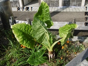 f:id:yamamayuga:20211012013409j:plain