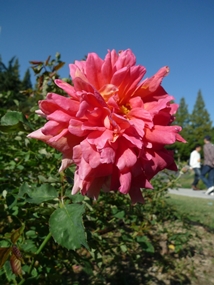 f:id:yamamayuga:20211015040653j:plain