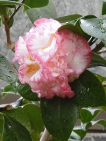 f:id:yamamayuga:20220109021425j:plain
